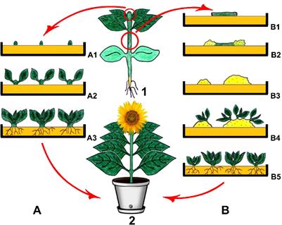 Production of secondary metabolites using tissue culture-based biotechnological applications